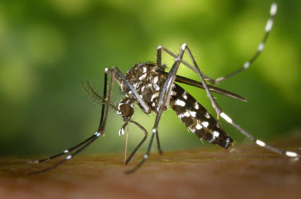 Klimaanlage gegen die Mückenplage