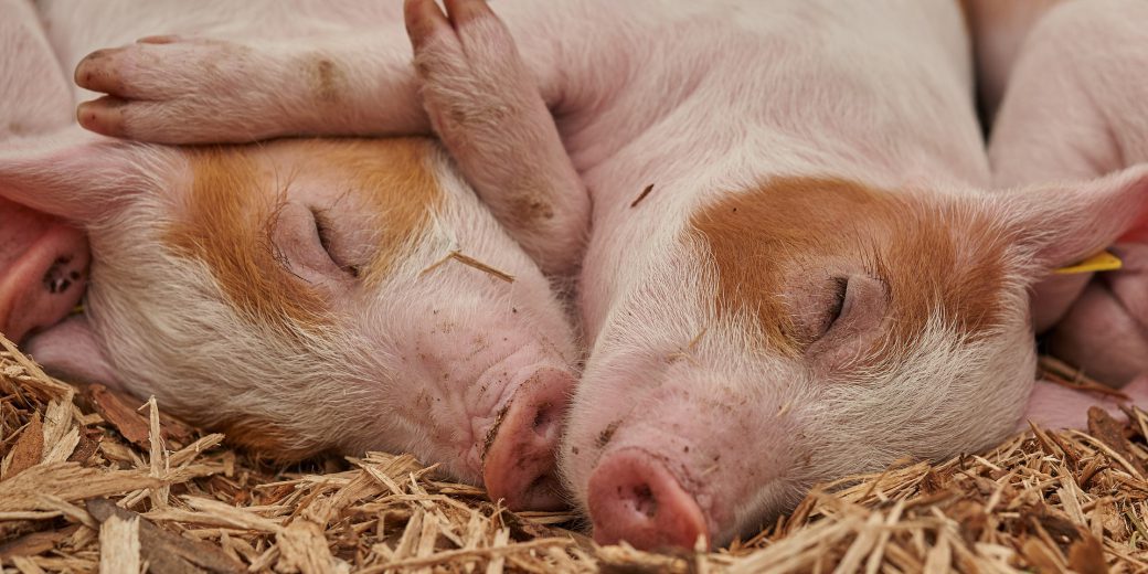 Schwein gehabt